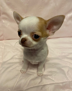 Müüa chihuahua kutsikas (3 foto / 9)