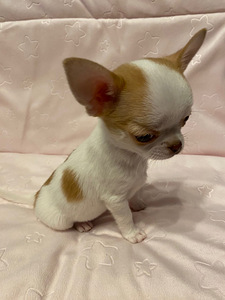 Müüa chihuahua kutsikas (4 foto / 9)