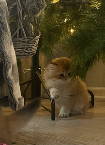 Шотландские котята (6 фото из 10)