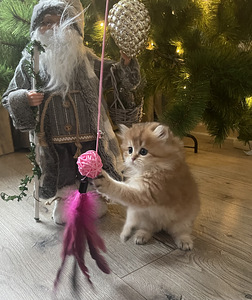 Шотландские котята (8 фото из 10)