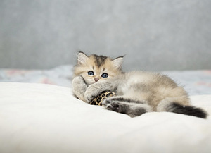 Шотландские котята (3 фото из 10)
