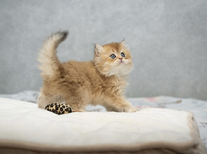 Шотландские котята (5 фото из 10)