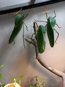 Hiidritsikad ( siliquofera grandis) (3 foto / 4)