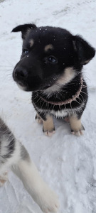 KUTSIKAD, HUSKY-HUNDI SEGU. (2 foto / 3)