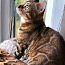 Бенгальская кошка (фото #1)