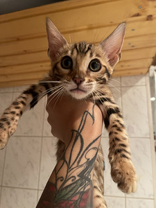 Bengali kass (kassipoeg) (3 foto / 7)