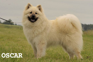 Eurasier (4 nuotrauka iš 5)