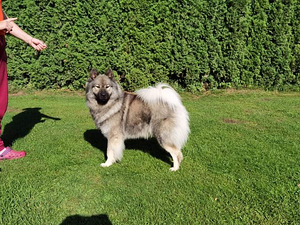 Eurasier (5 nuotrauka iš 5)