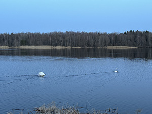 Külmajõe SÜ, Auvere, Narva-Jõesuu linn, Ida-Virumaa (1 foto / 15)
