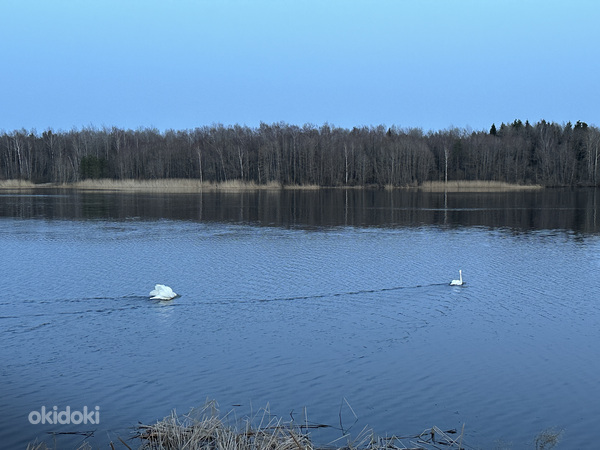 Külmajõe SÜ, Auvere, Narva-Jõesuu linn, Ida-Virumaa