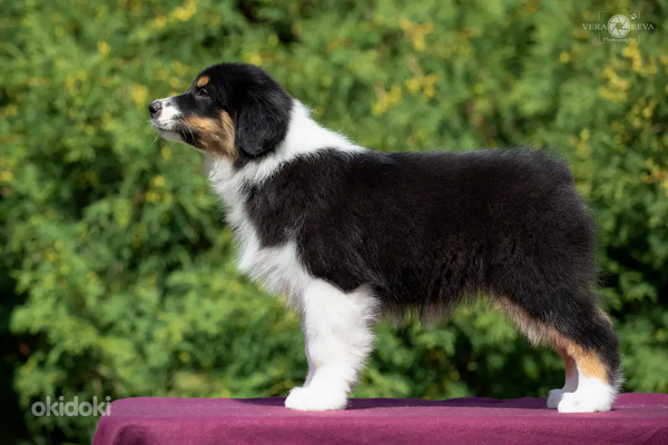 Australian shepherd puppies / Australijos aviganiai (nuotrauka #5)