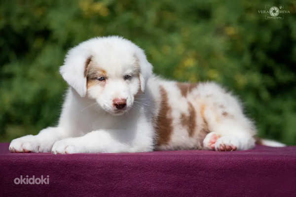 Australian shepherd puppies / Australijos aviganiai (nuotrauka #8)