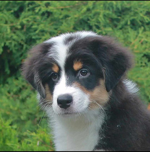 Australian Shepherd puppies / Australianpaimenkoira (2 valokuva sivusta 5)