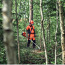 Обрезка деревьев и кустарников в лесах Эстонии (фото #1)