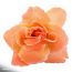 Роза ярко-оранжевая одиночная (фото #1)