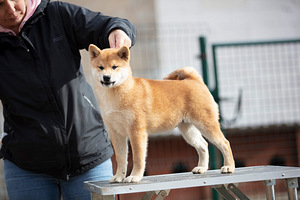 Shiba Inu Kutsikad (2 foto / 8)