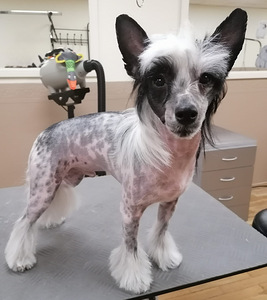 Lemmikloomade karva hooldus salongis "SJUST grooming" (6 foto / 10)