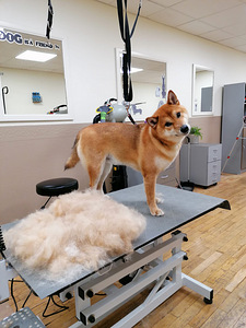 Lemmikloomade karva hooldus salongis "SJUST grooming" (10 foto / 10)