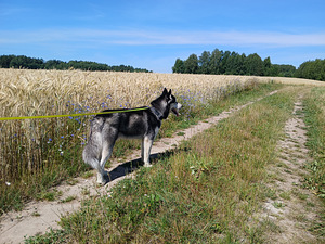 Olen Gentleman (5 foto / 9)