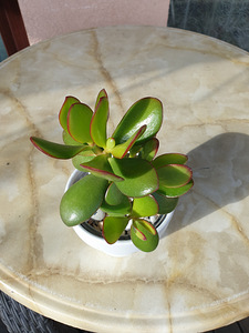 Rahapuu Toataim Krassula Ovata Toataimed (8 foto / 8)