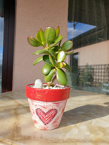 Rahapuu Toataim Krassula Ovata Toataimed (4 foto / 8)