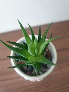 Toataim sukulent soomuslehik Havortia aaloe (6 foto / 10)