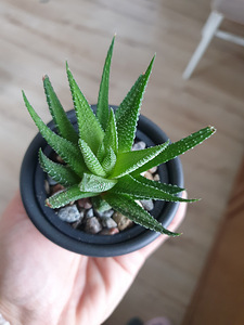 Toataim sukulent soomuslehik Havortia aaloe (5 foto / 10)