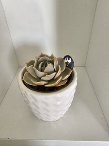 Toataim sukulent soomuslehik Echeveria (5 foto / 7)