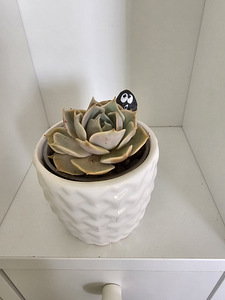 Toataim sukulent soomuslehik Echeveria (7 foto / 7)