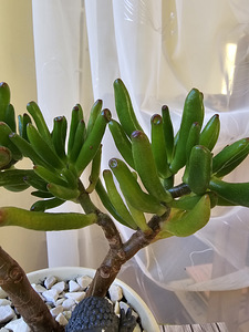 Toataim rahapuu krassula Golum taimed lill (5 foto / 10)
