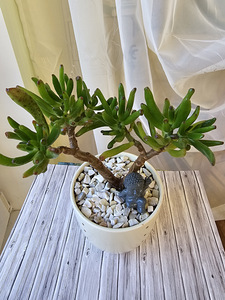 Toataim rahapuu krassula Golum taimed lill (7 foto / 10)