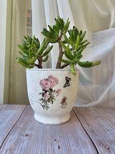 Rahapuu toataim Krassula Golum taimed lill Sukulent (6 foto / 9)