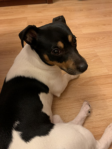 Jack Russell (3 foto / 7)