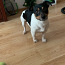 Jack Russell (foto #1)