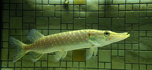 Akvaarium Juwel 120 L. (4 foto / 8)
