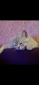 British shorthair (7 foto / 10)