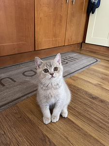 British shorthair (1 foto / 10)