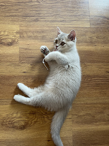 British shorthair (6 foto / 10)