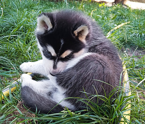 Husky lapsed (2 foto / 10)