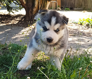 Husky lapsed (6 foto / 10)