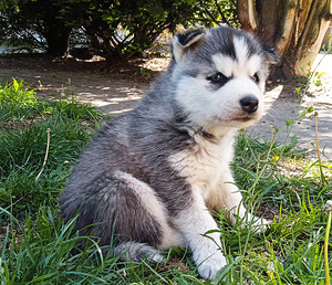Husky lapsed (7 foto / 10)