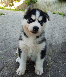 Husky kutsikad (3 foto / 10)