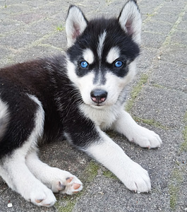 Husky kutsikad (5 foto / 10)