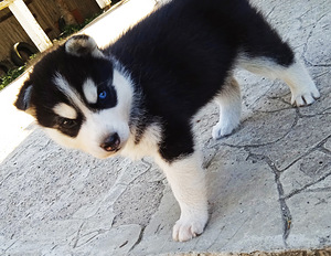 Husky kutsikad (8 foto / 10)