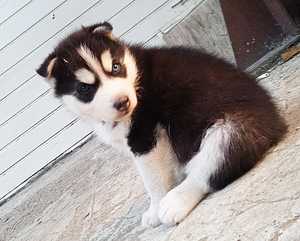 Husky kutsikad (9 foto / 10)