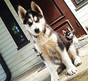 Husky kutsikad (4 foto / 10)
