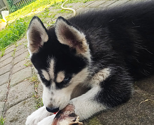 Husky kutsikad (9 foto / 10)