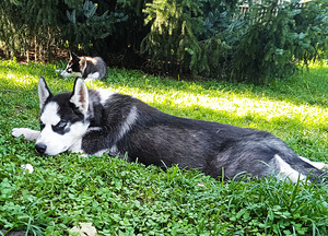 Husky kutsikad (8 foto / 10)