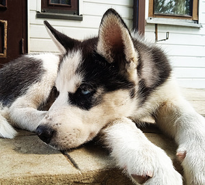 Husky kutsikad (7 foto / 10)