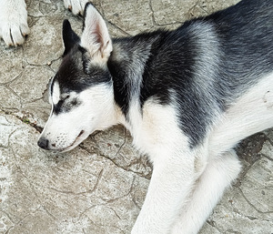 Husky kutsikas (2 foto / 5)